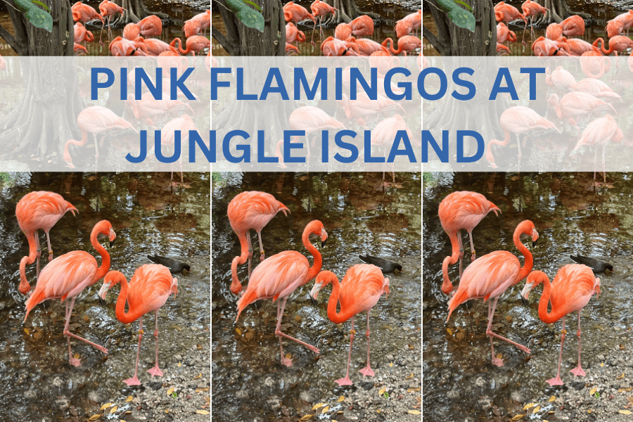 Jungle Island pink flamingos tree trekking Parrot Jungle