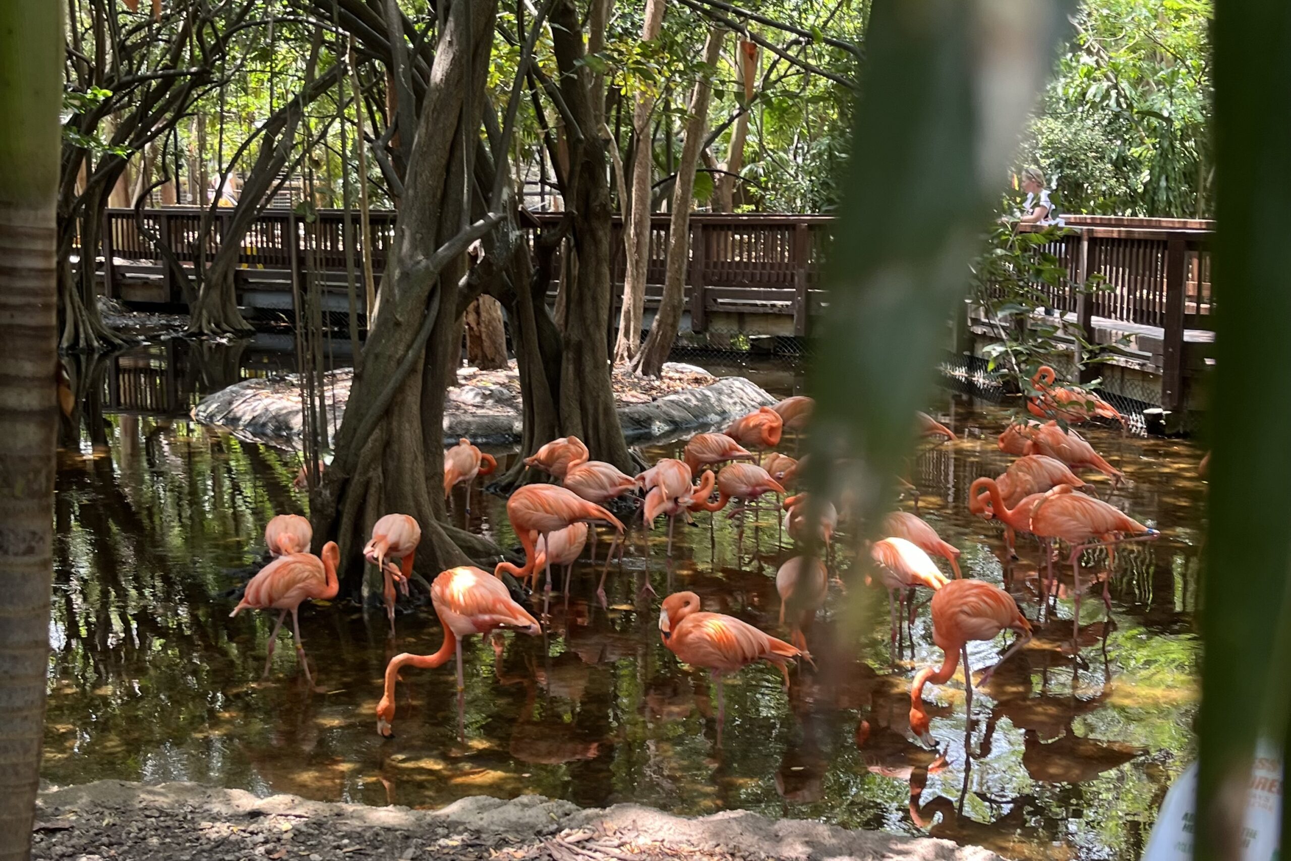 pink flamingos pictures