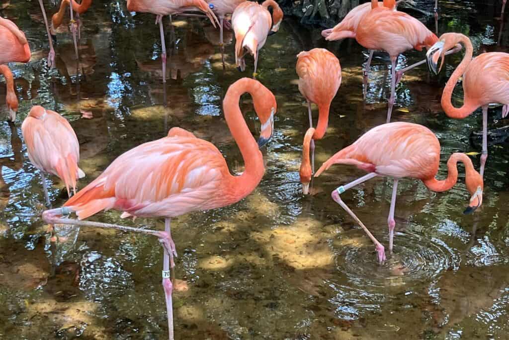 pink flamingos streaming