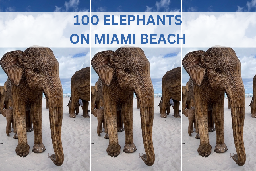 Elephants Miami Beach