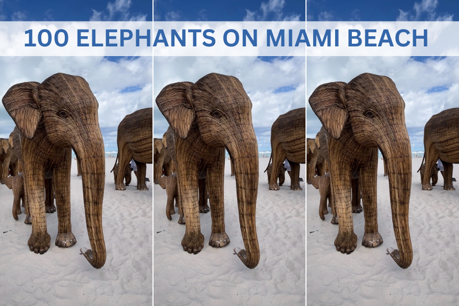 100 elephant sculptures on Miami Beach for the Great Elephant Migration exhibit during Miami Art Week 2024.